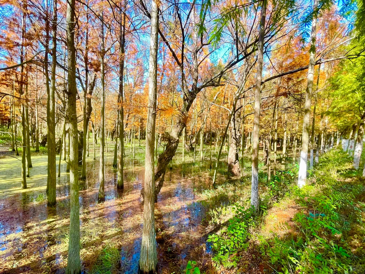 滇池南岸湿地边的水杉林被彻底染红了