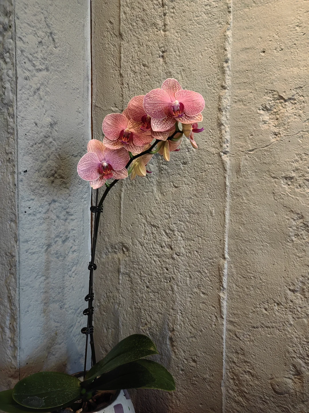 福州金山_凡萃｜愿你如它般娇艳！