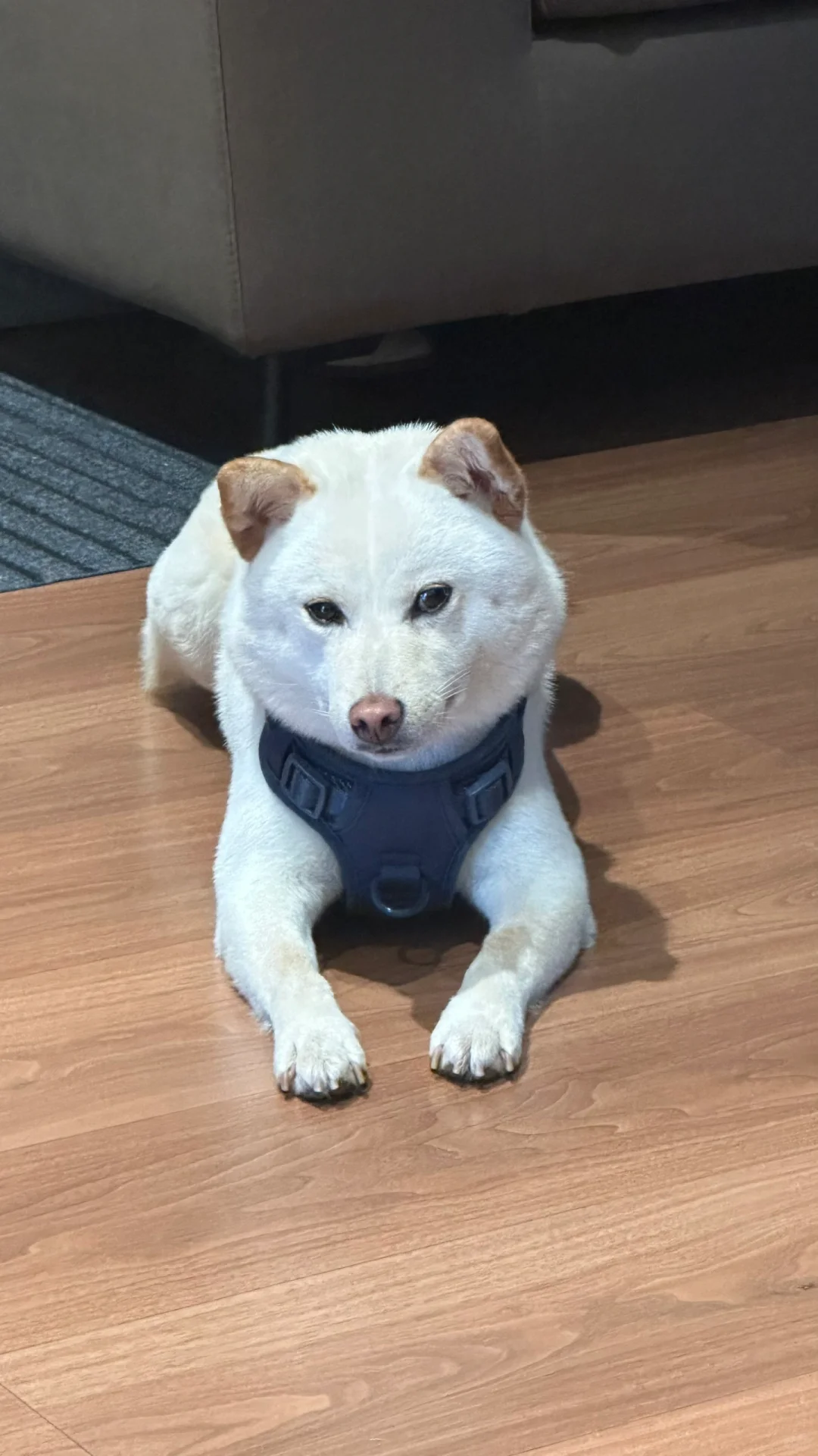 它好像在对着我抛媚眼哦