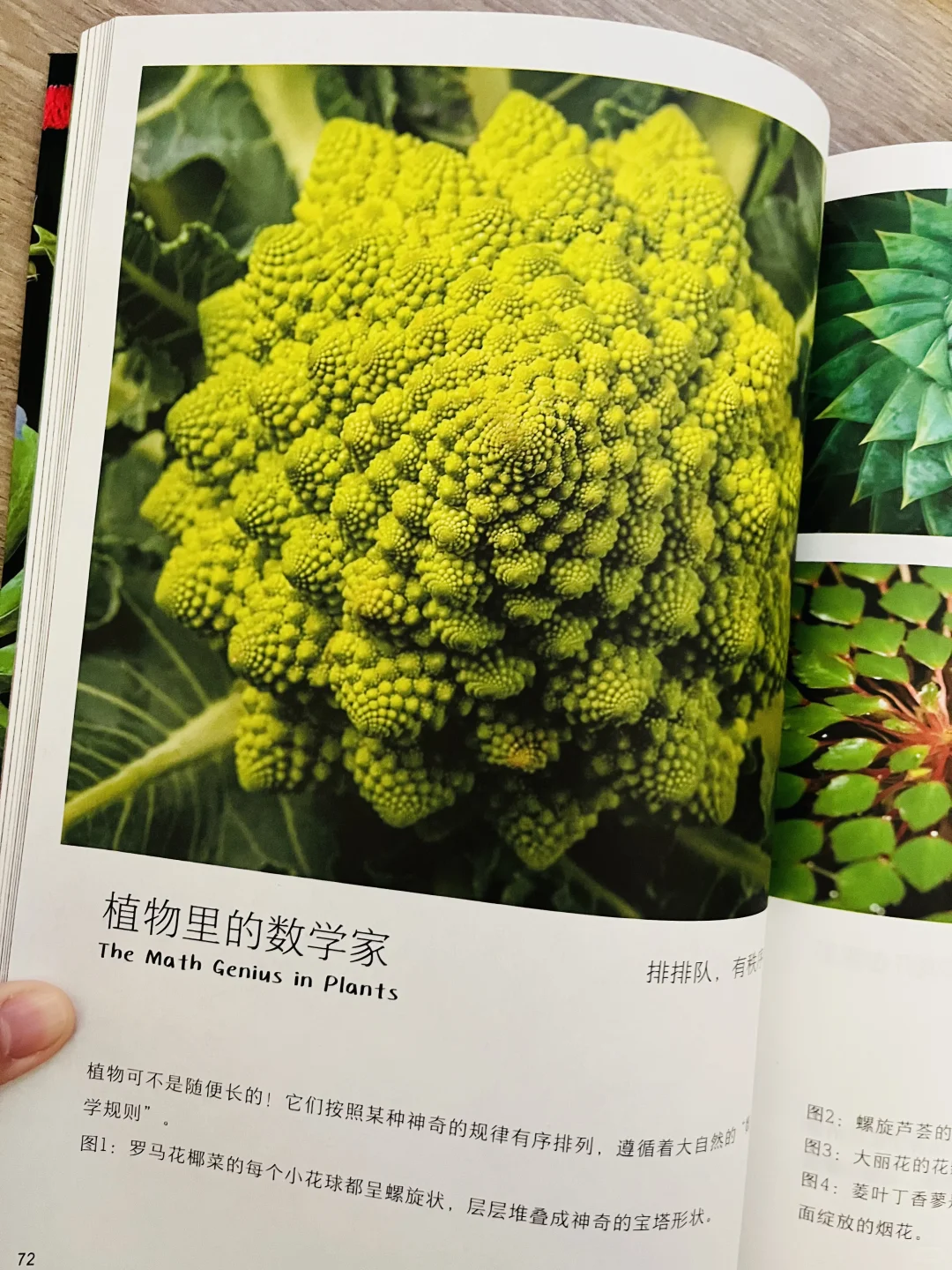 等了一年😭热销60万的小自然终于出续集了