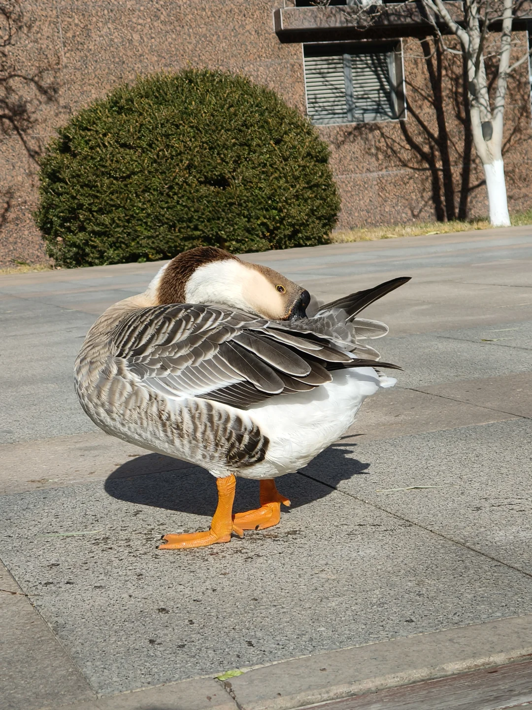 我在你深情的屁股里看见一汪湖水