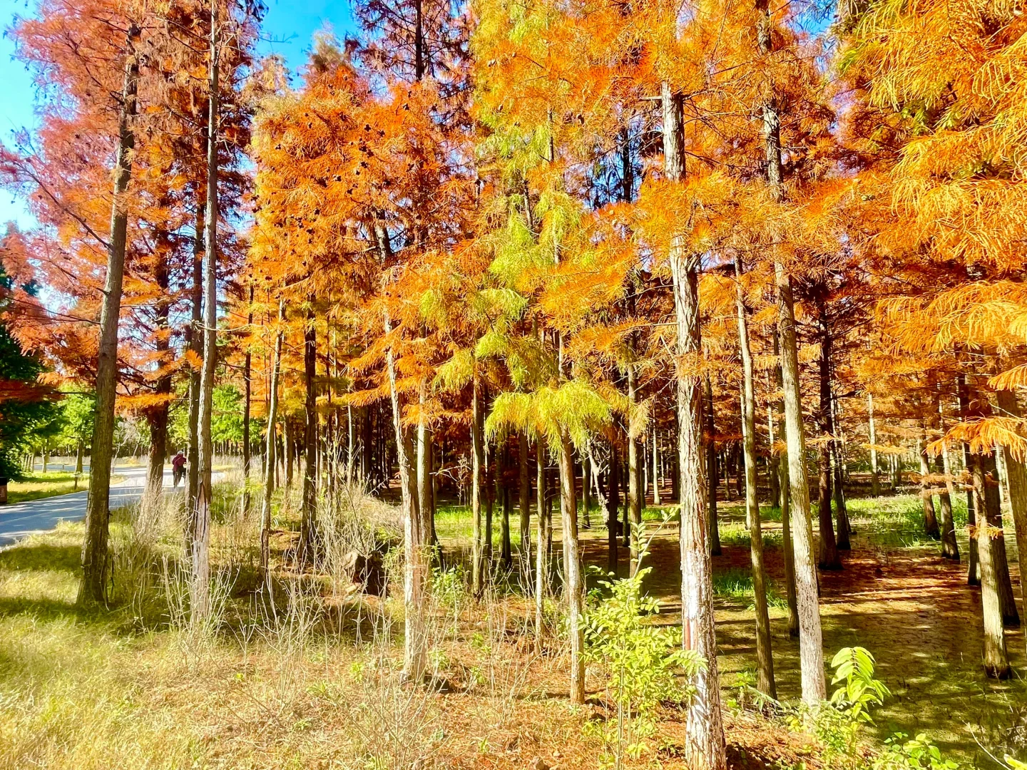 滇池南岸湿地边的水杉林被彻底染红了