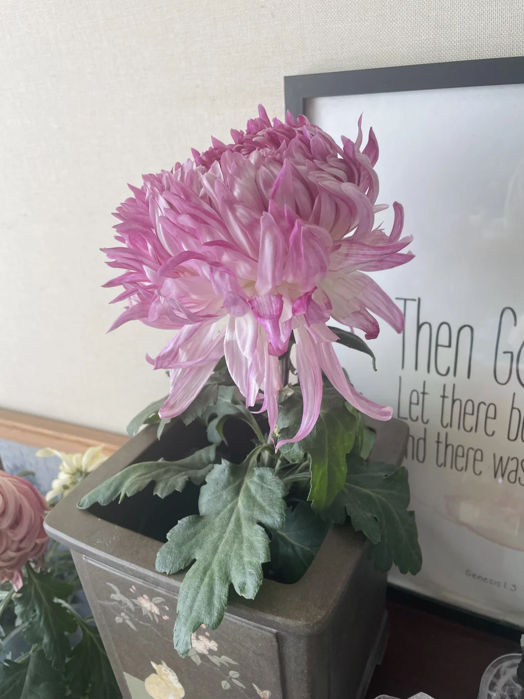 娇艳粉嫩的无名大菊