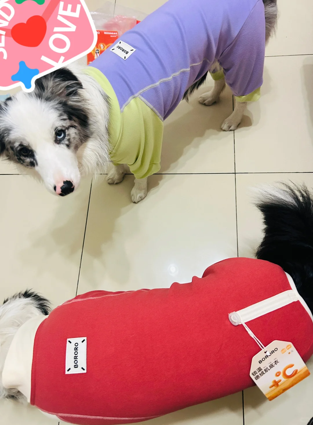 丰盈饱满的身姿🐶