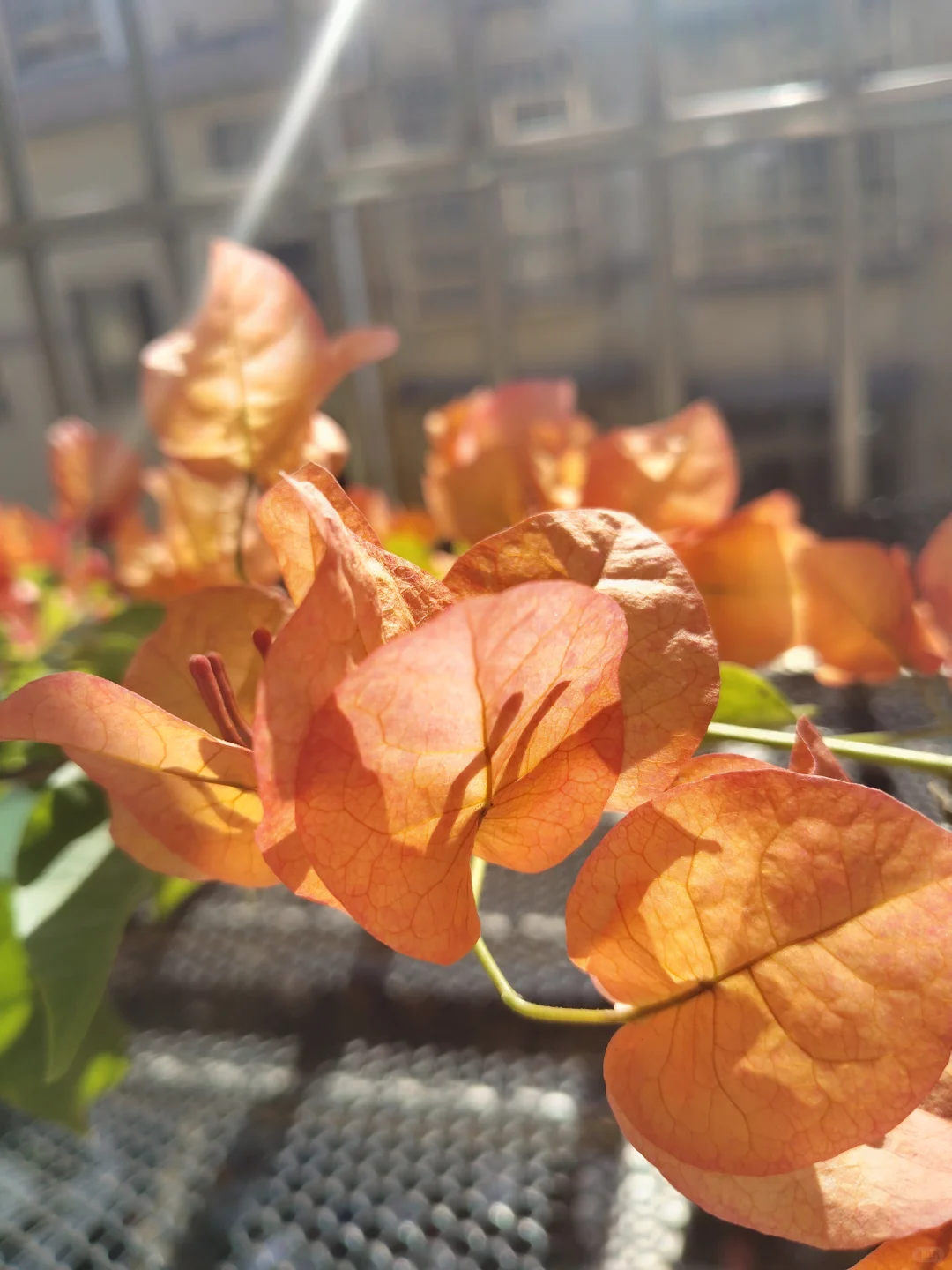 阳光下的三开得多娇艳