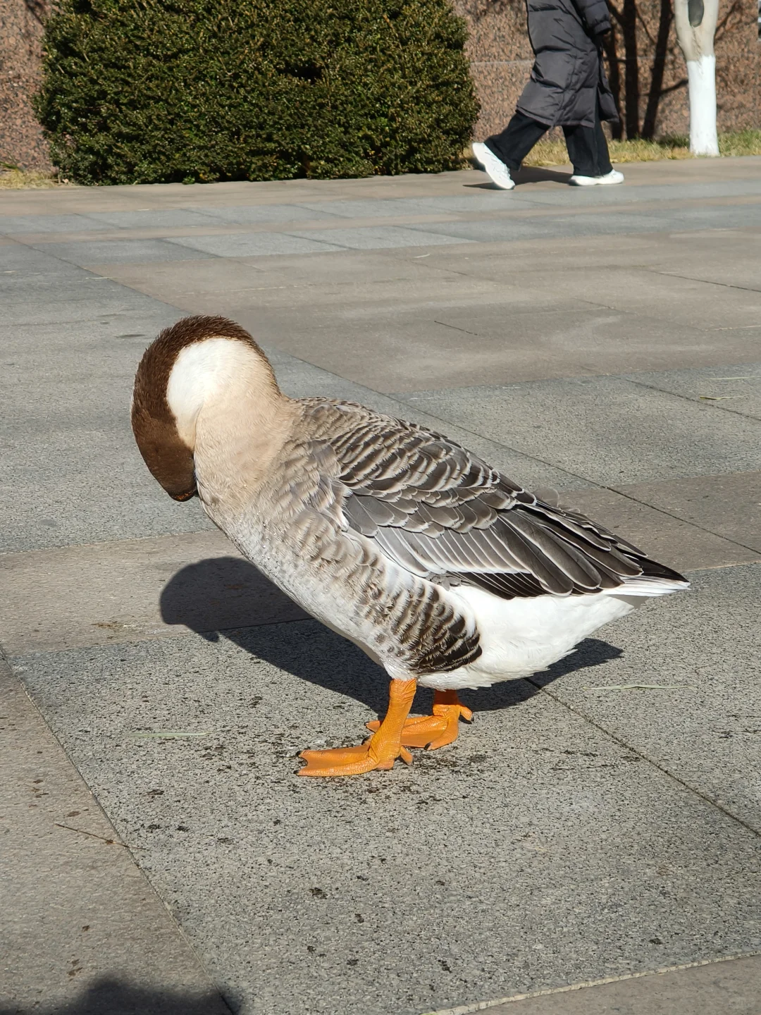 我在你深情的屁股里看见一汪湖水