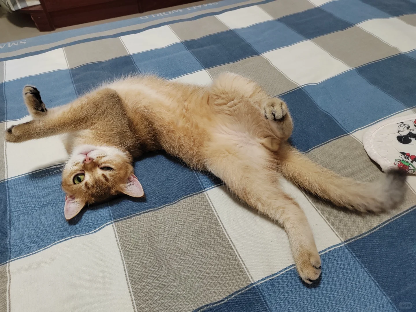 会抛媚眼的小猫咪