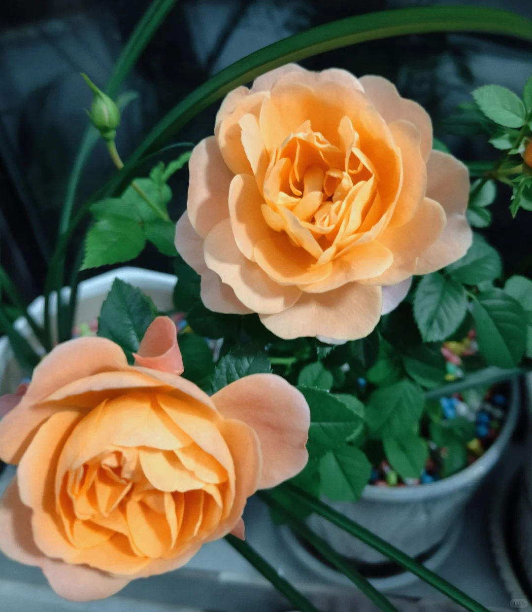 🌸 阳光下的花语 🌹