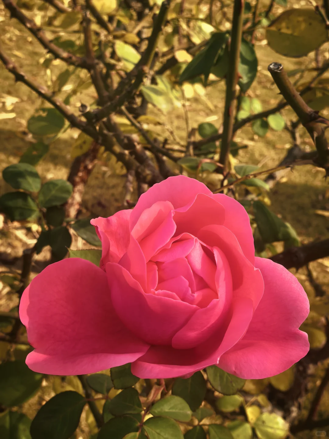 冬日月季花开愈显娇艳