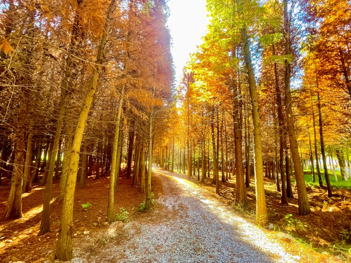 滇池南岸湿地边的水杉林被彻底染红了