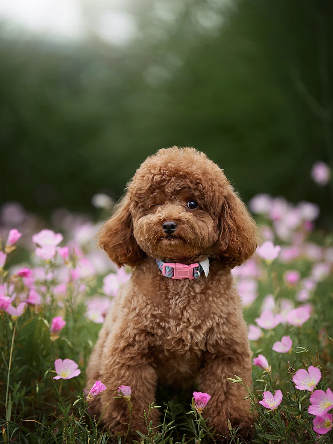 小可爱，会抛媚眼