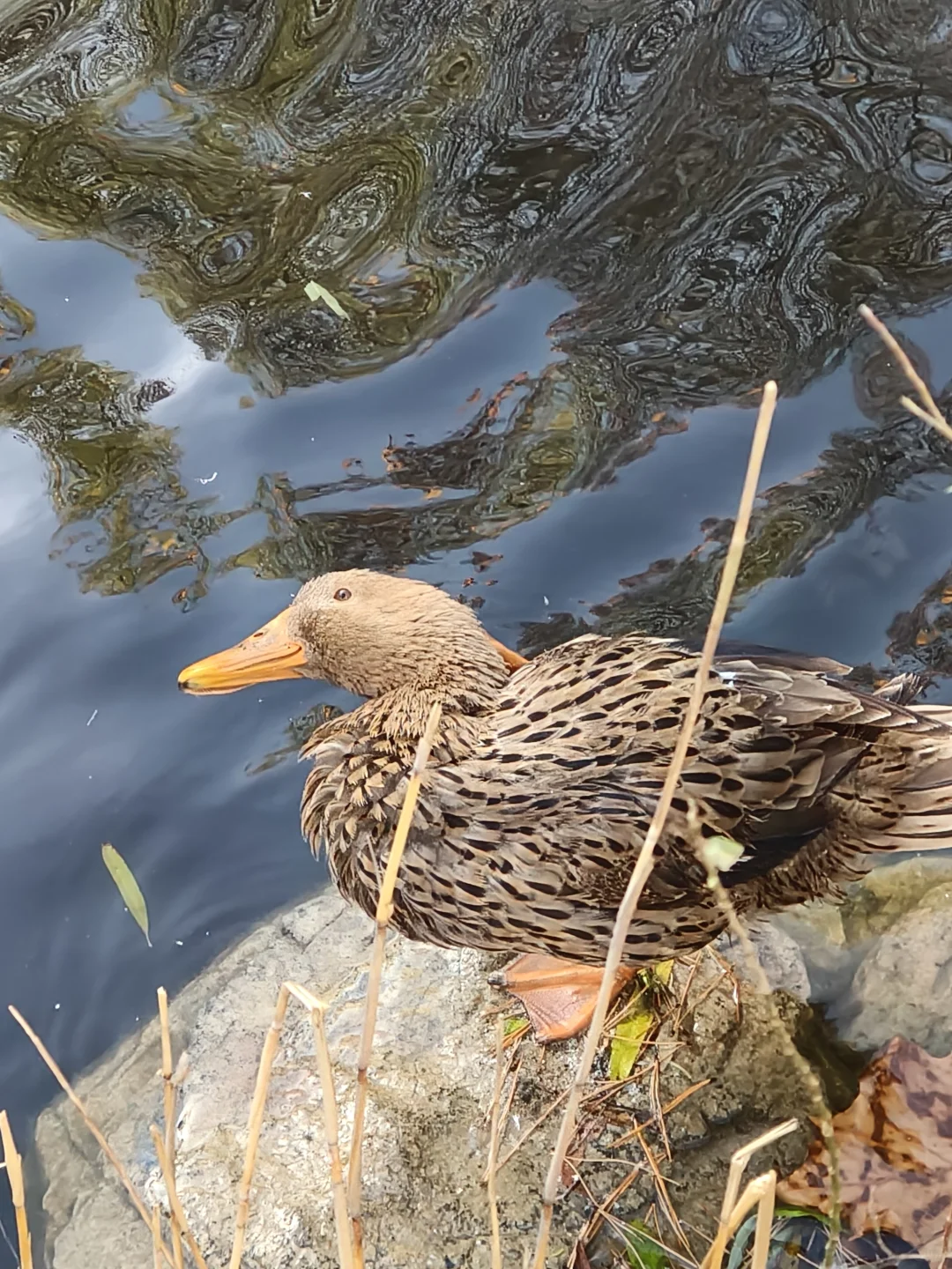 我在你深情的屁股里看见一汪湖水