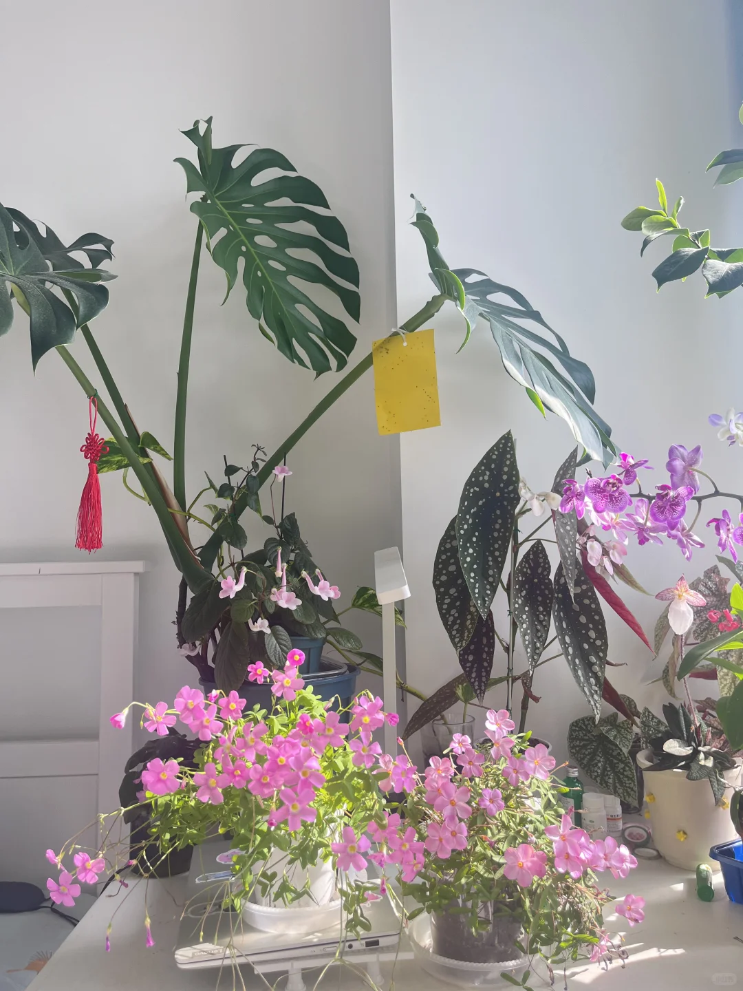 第一次种酢浆草大成功