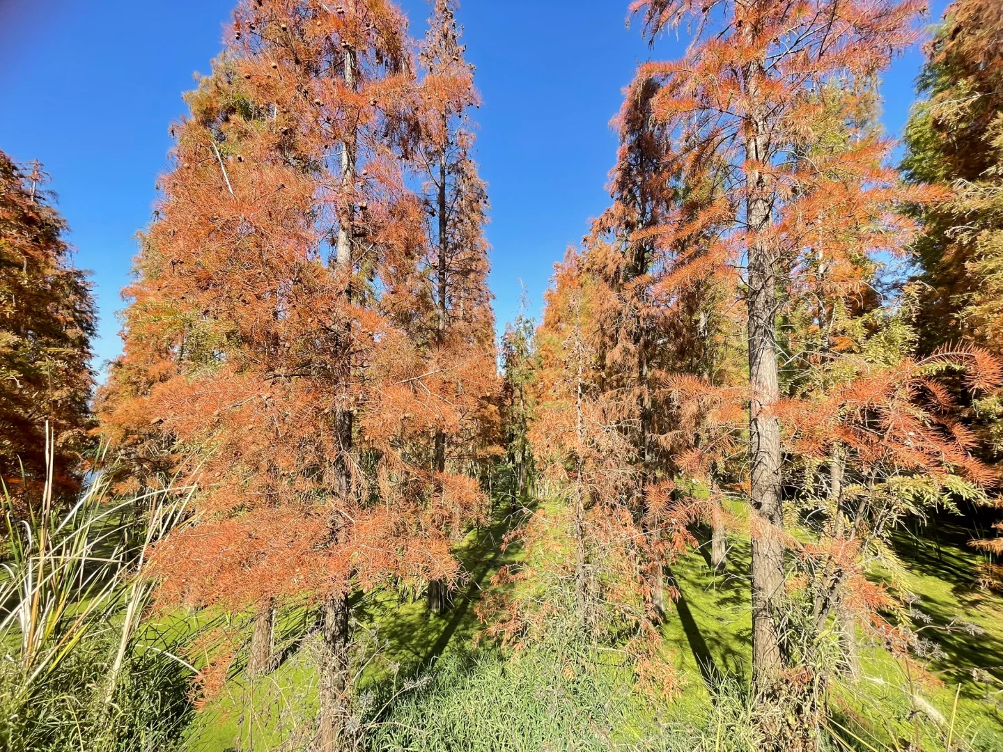 滇池南岸湿地边的水杉林被彻底染红了