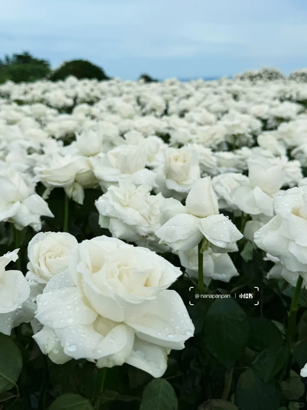 3万6千支白玫瑰绽放在巴厘岛soori的海边