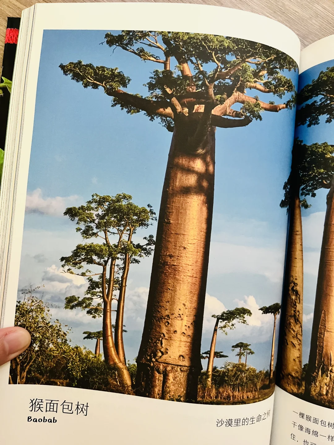 等了一年😭热销60万的小自然终于出续集了