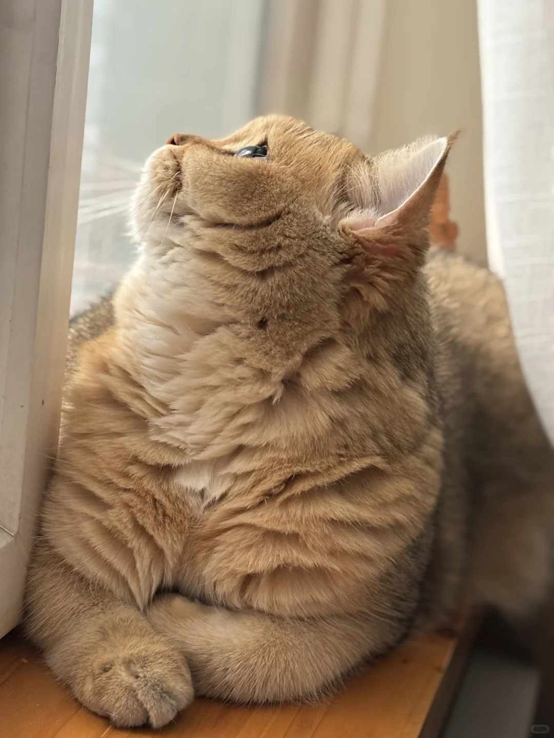 日渐丰腴的CO宝。