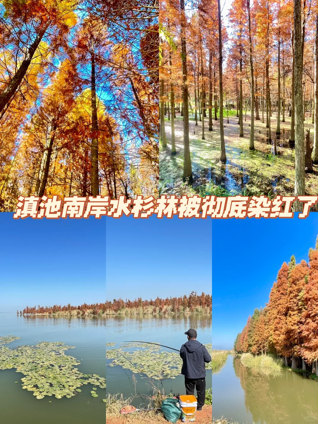 滇池南岸湿地边的水杉林被彻底染红了