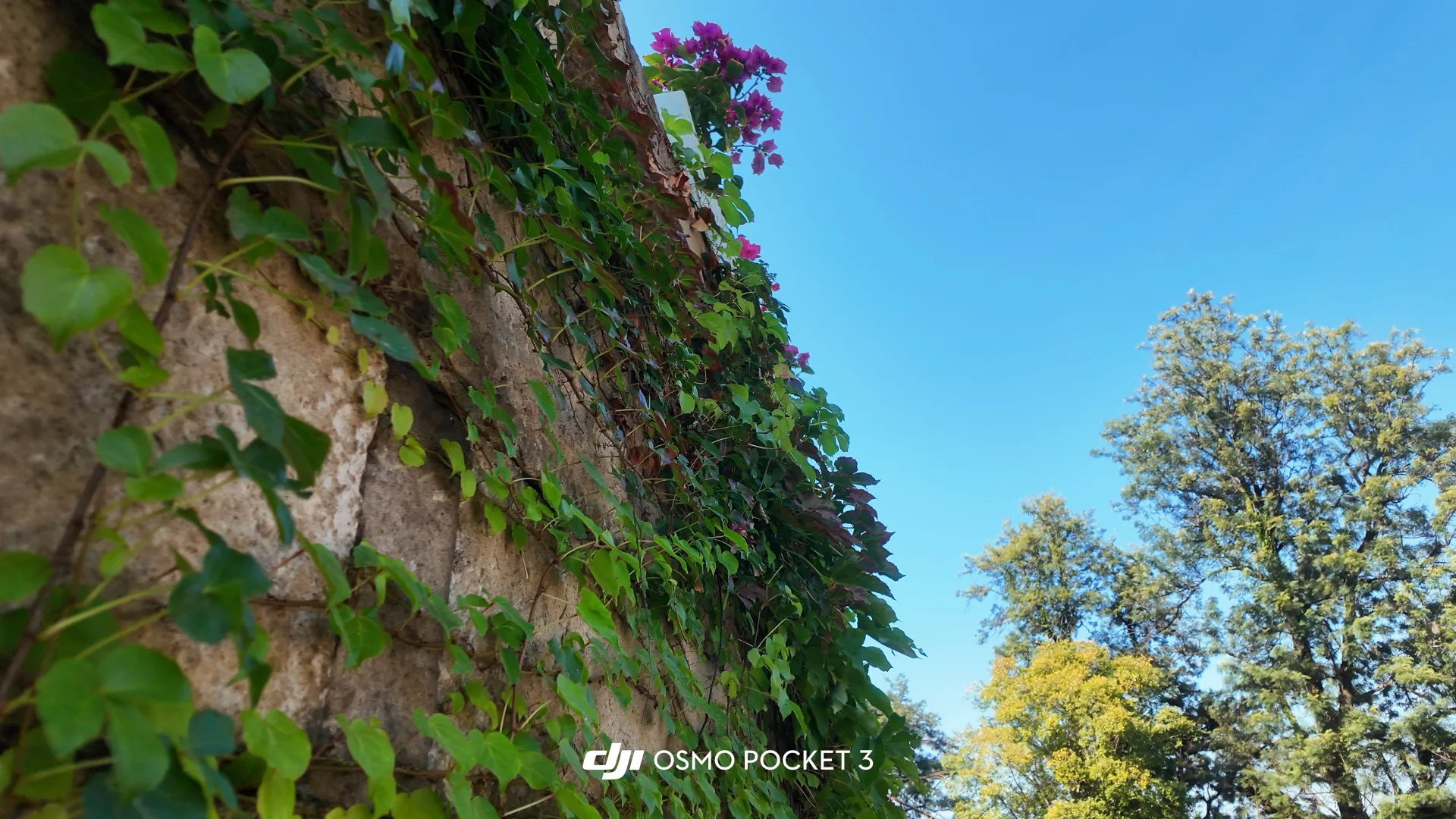 大疆pocket3📹拍出清透富士感🫧！（附参数♡.