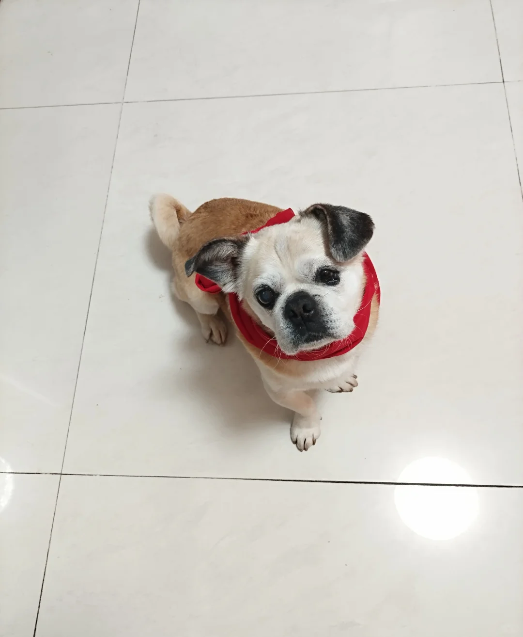 可乐十二月第一天的美好祝愿