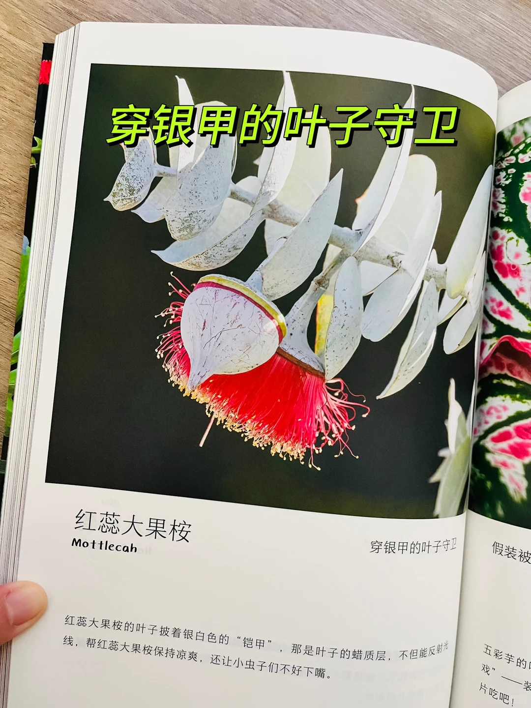 等了一年😭热销60万的小自然终于出续集了