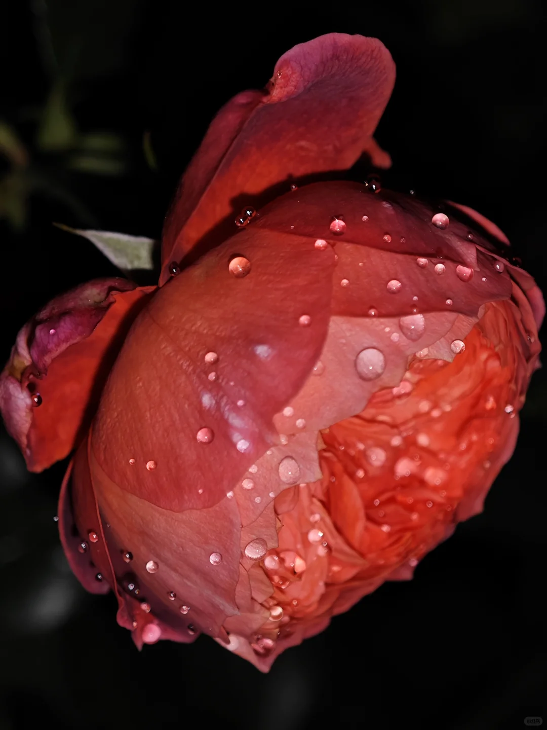 深秋的月季开出了最标准的花型