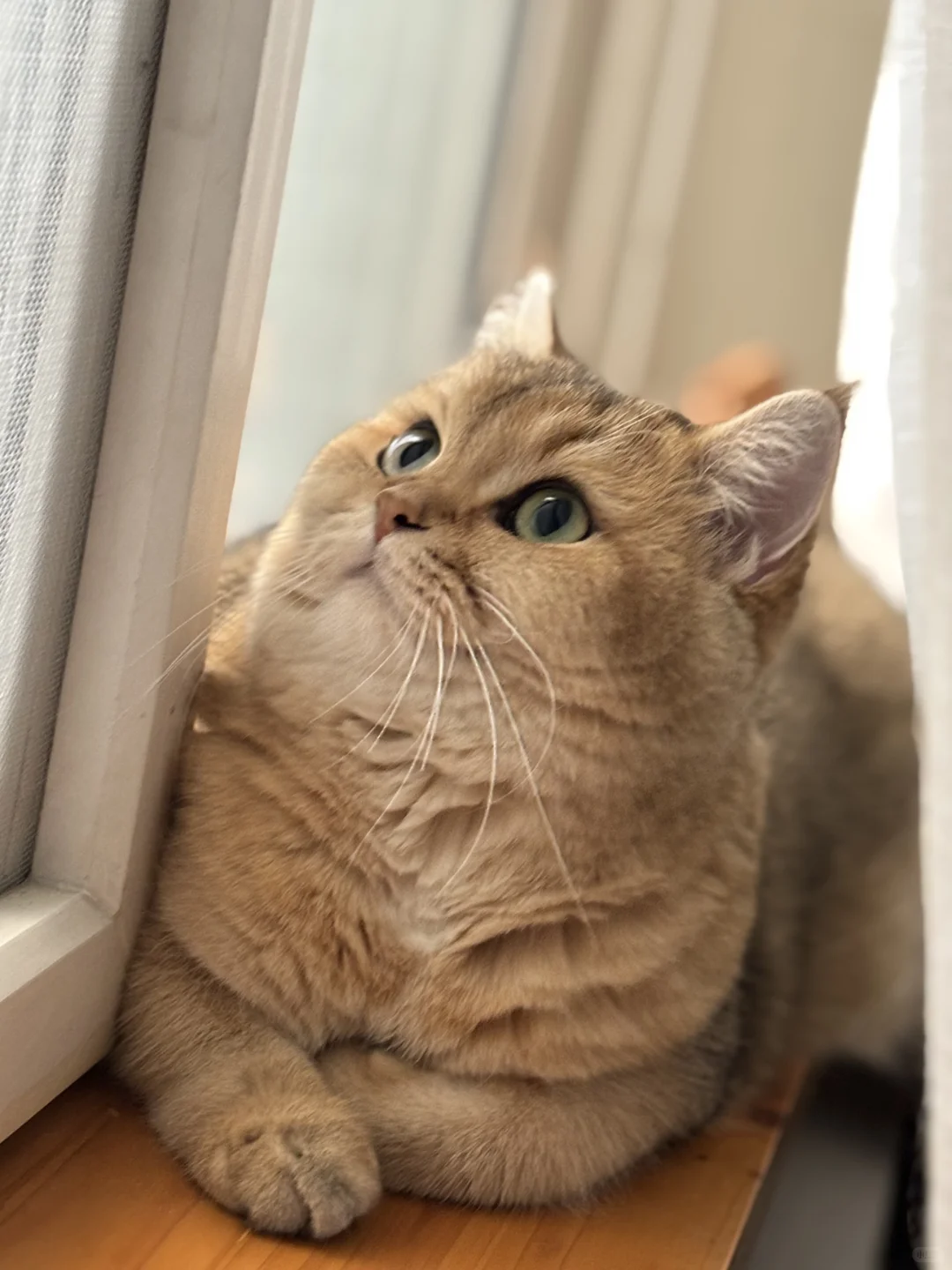 日渐丰腴的CO宝。