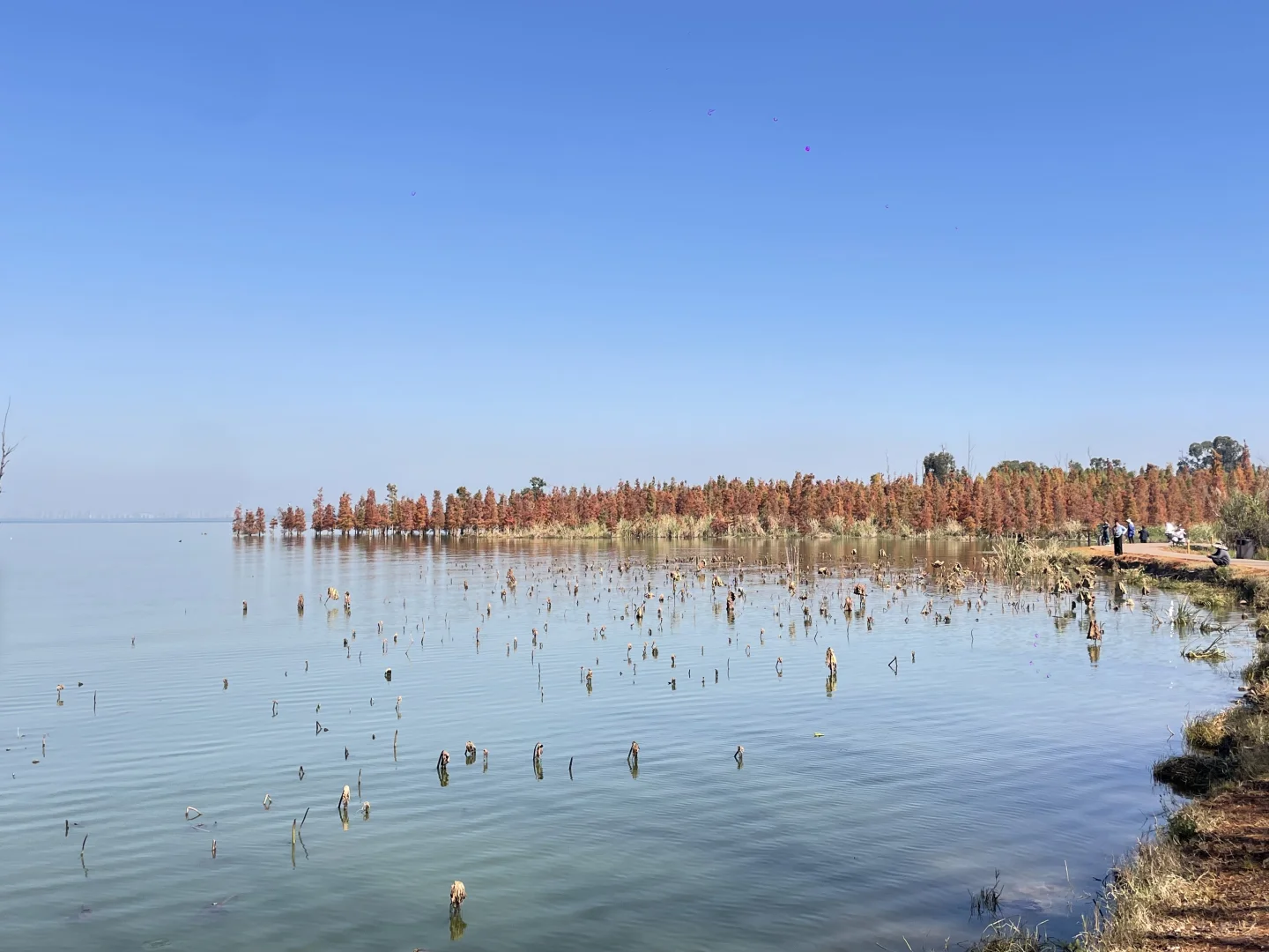 滇池南岸湿地边的水杉林被彻底染红了