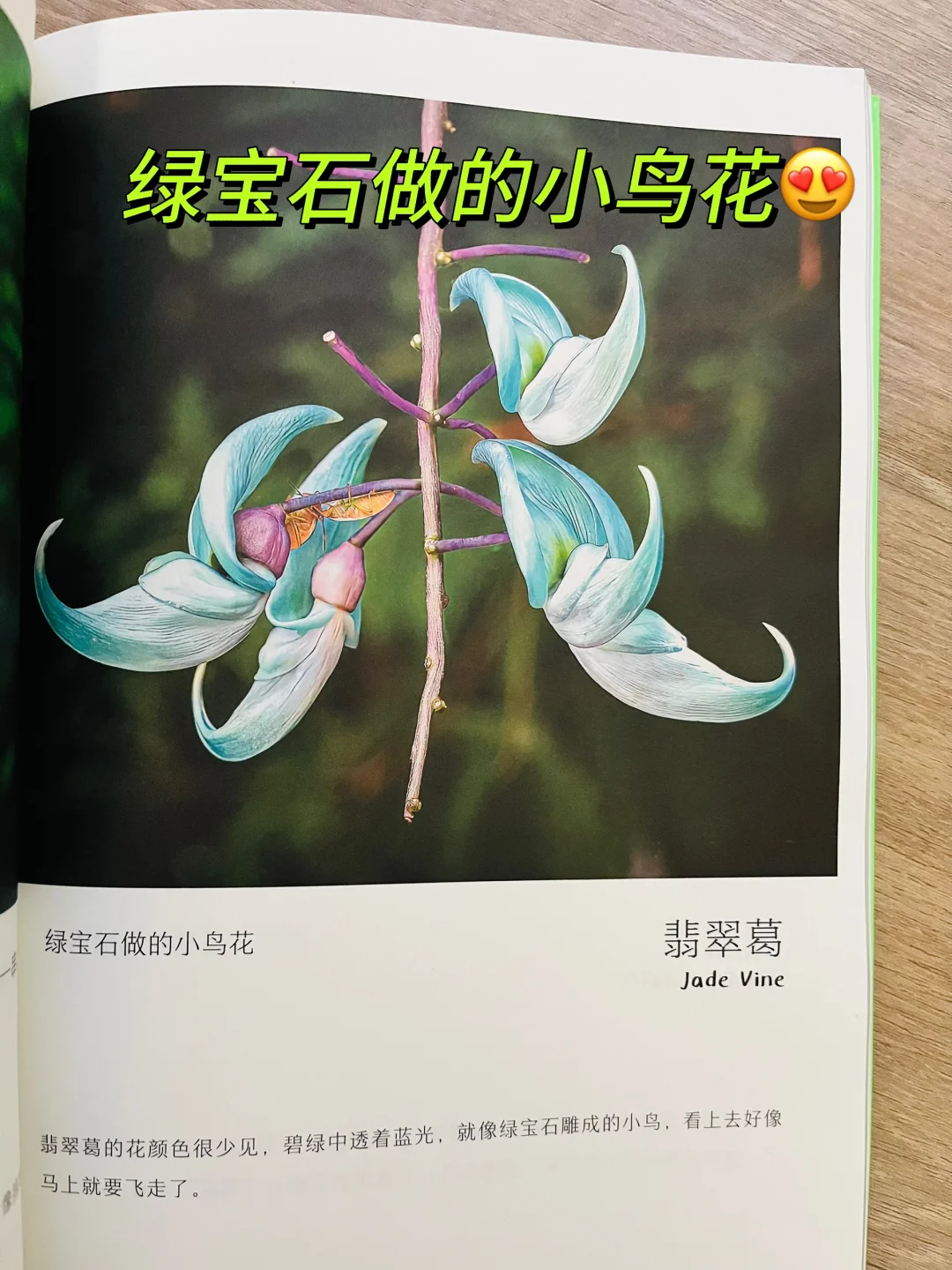 等了一年😭热销60万的小自然终于出续集了