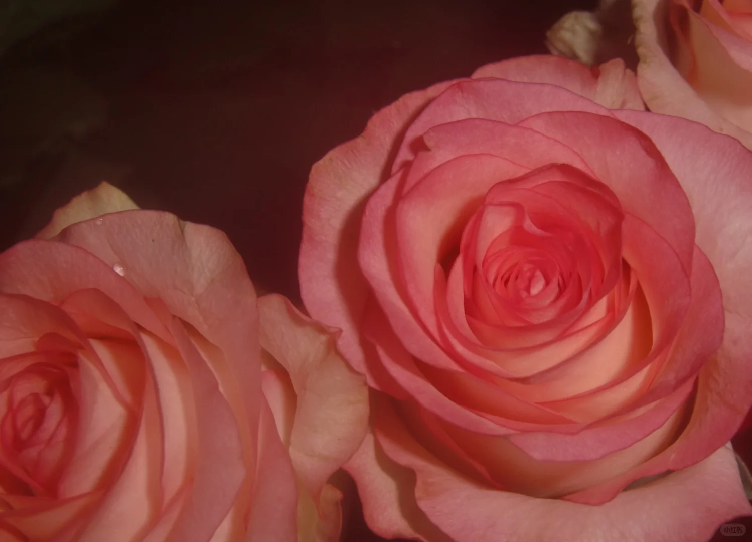 哪个女孩子会不爱呢