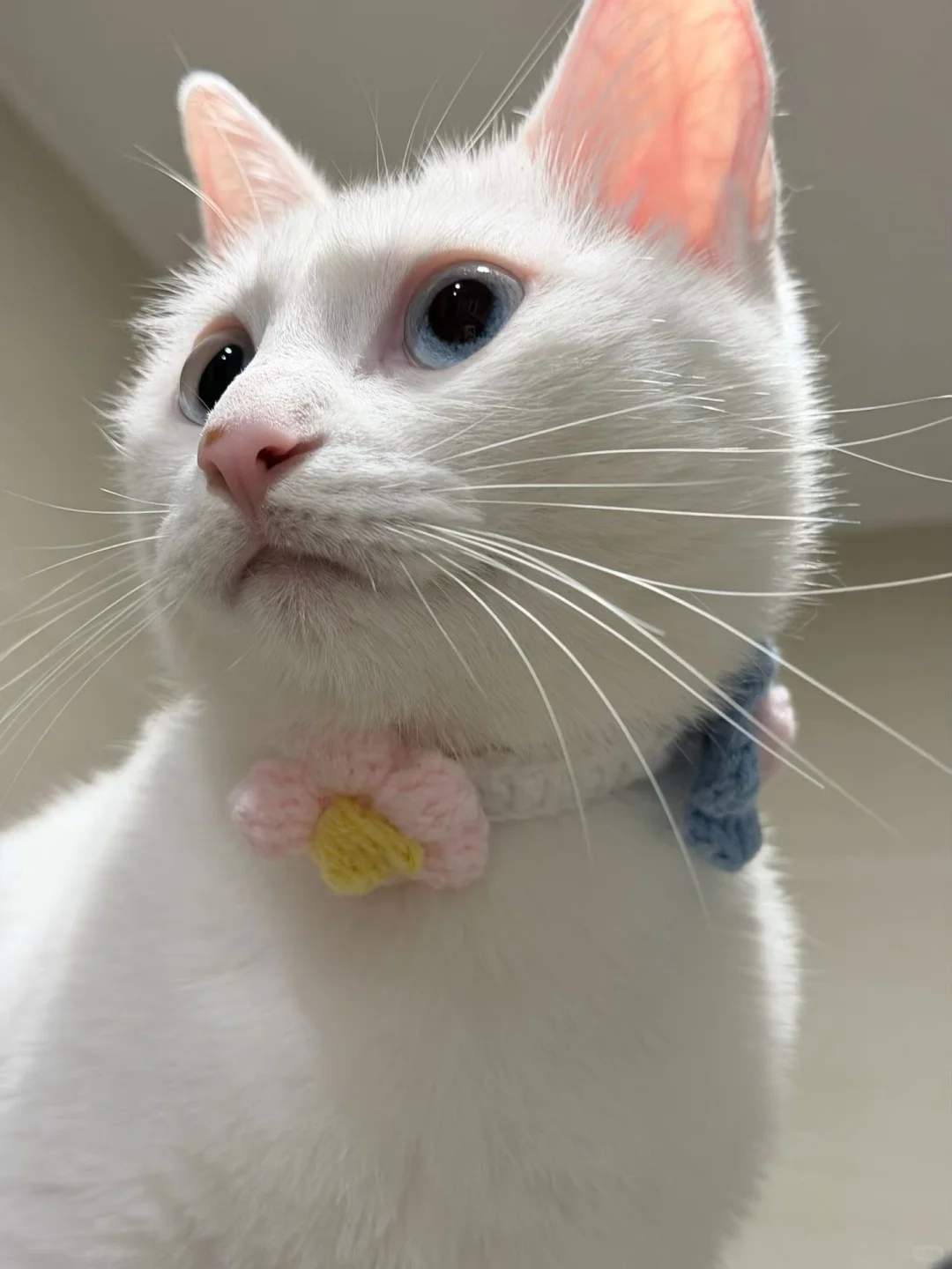 谁家小姐姐这么漂亮