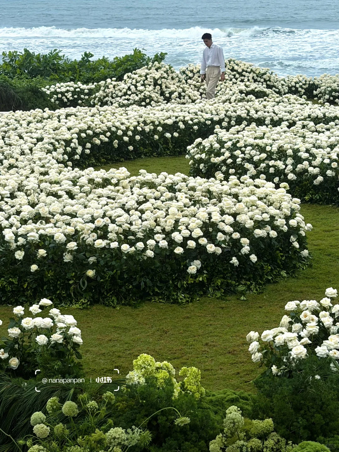 3万6千支白玫瑰绽放在巴厘岛soori的海边