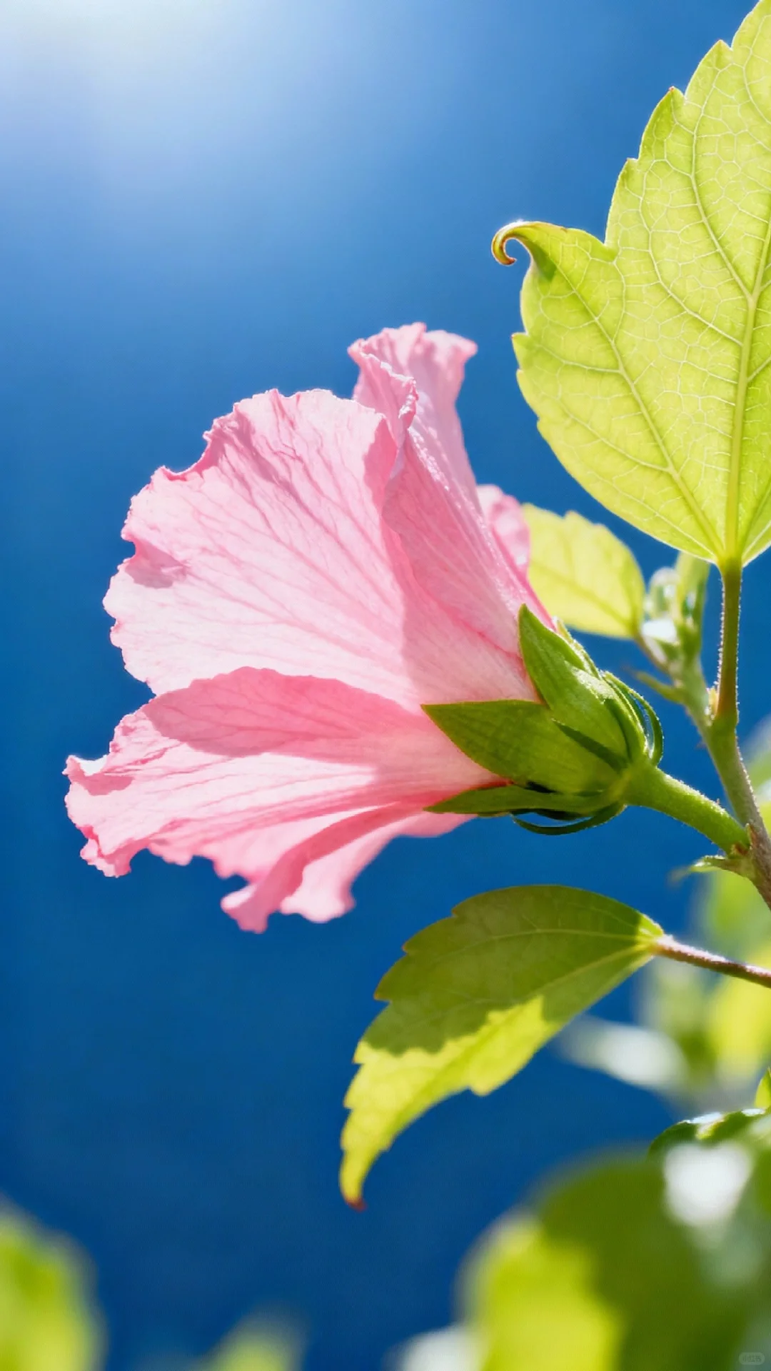 木槿花开，娇艳欲滴，芬芳四溢，令人陶醉。