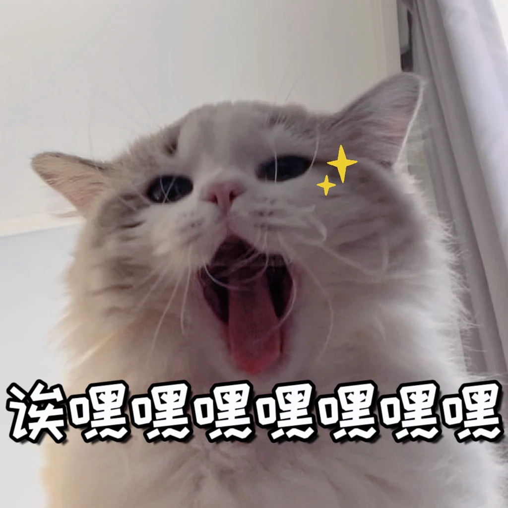 猫猫媚眼