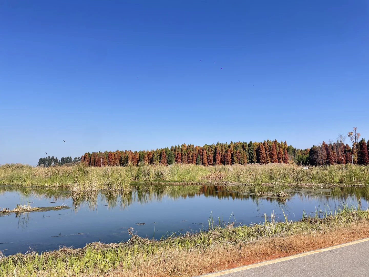 滇池南岸湿地边的水杉林被彻底染红了