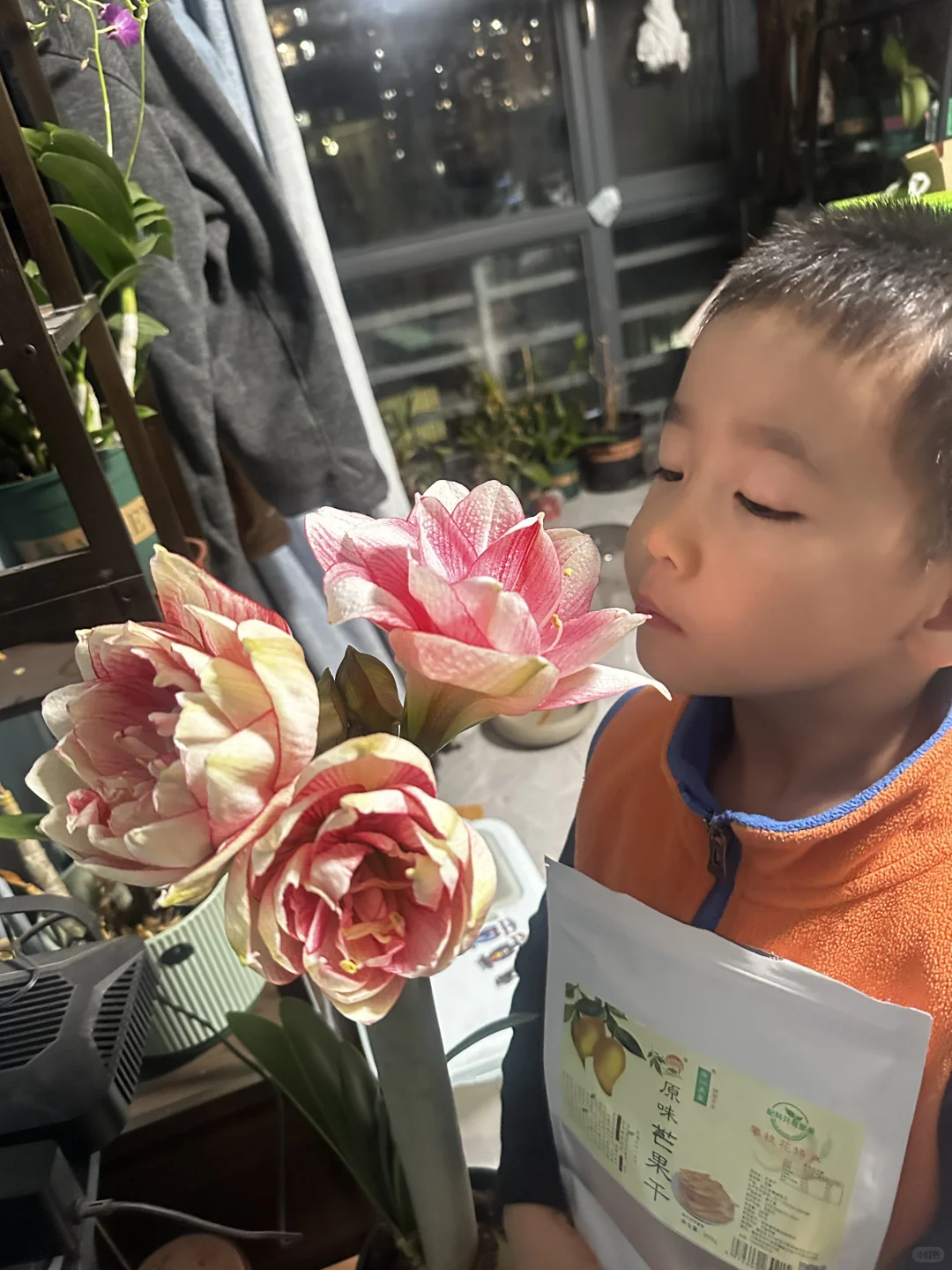 我养的朱顶红和自己生的人类幼崽