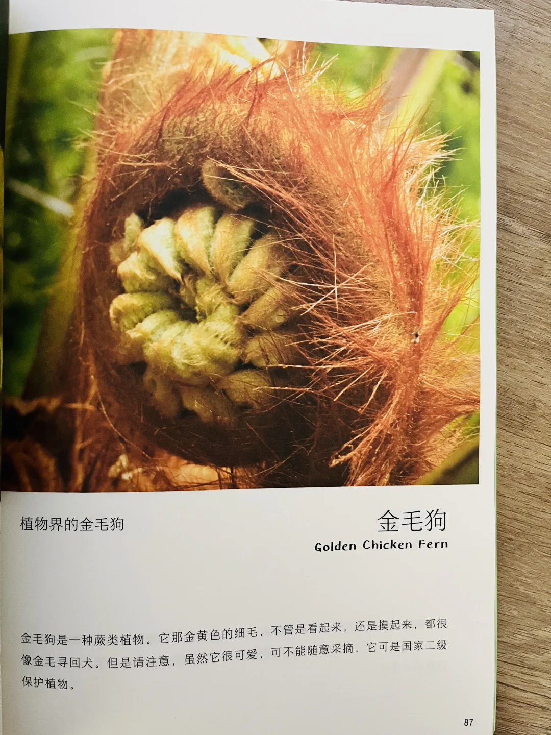 等了一年😭热销60万的小自然终于出续集了