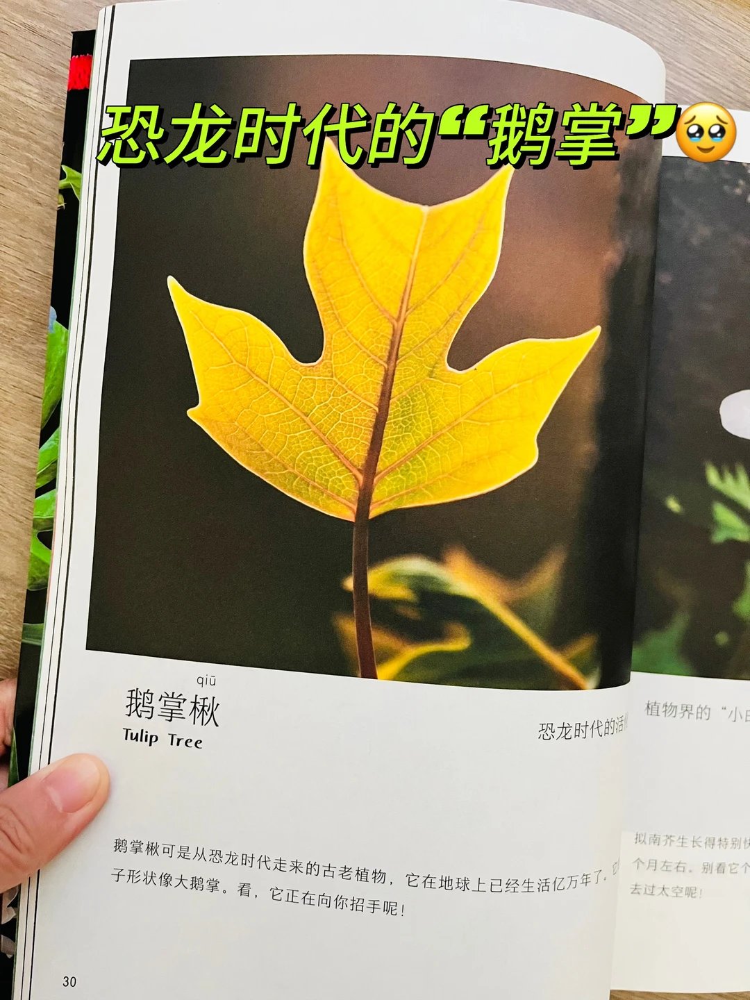 等了一年😭热销60万的小自然终于出续集了