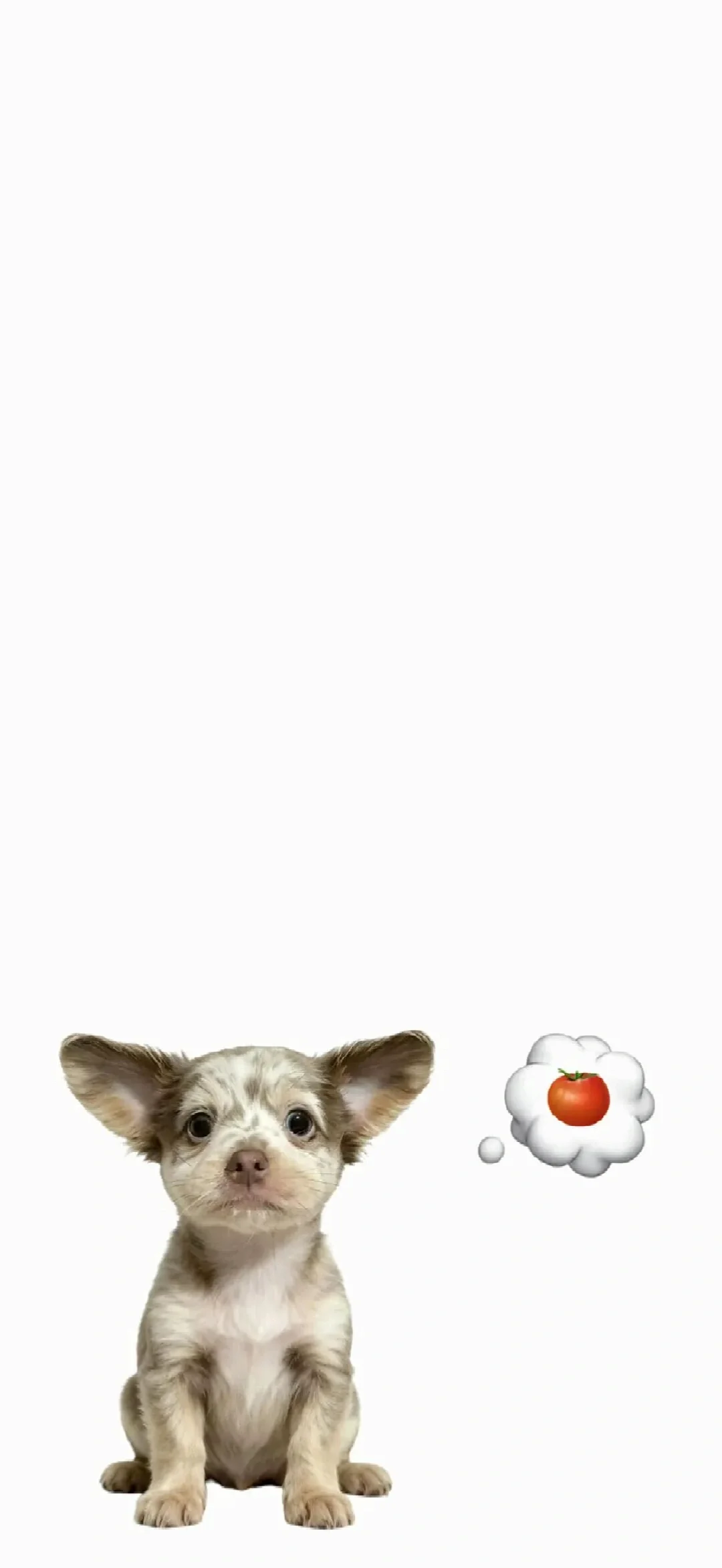 🍧Share｜腊肠狗