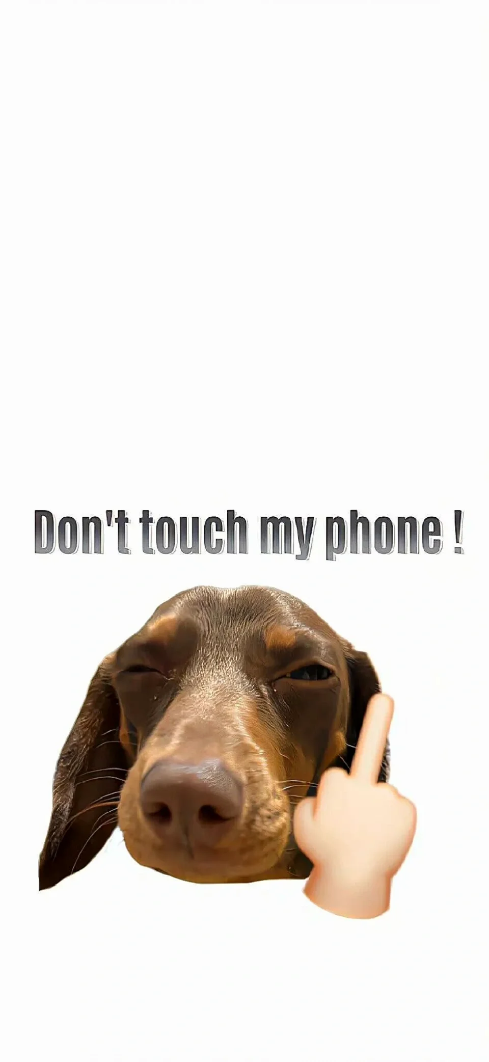 🍧Share｜腊肠狗