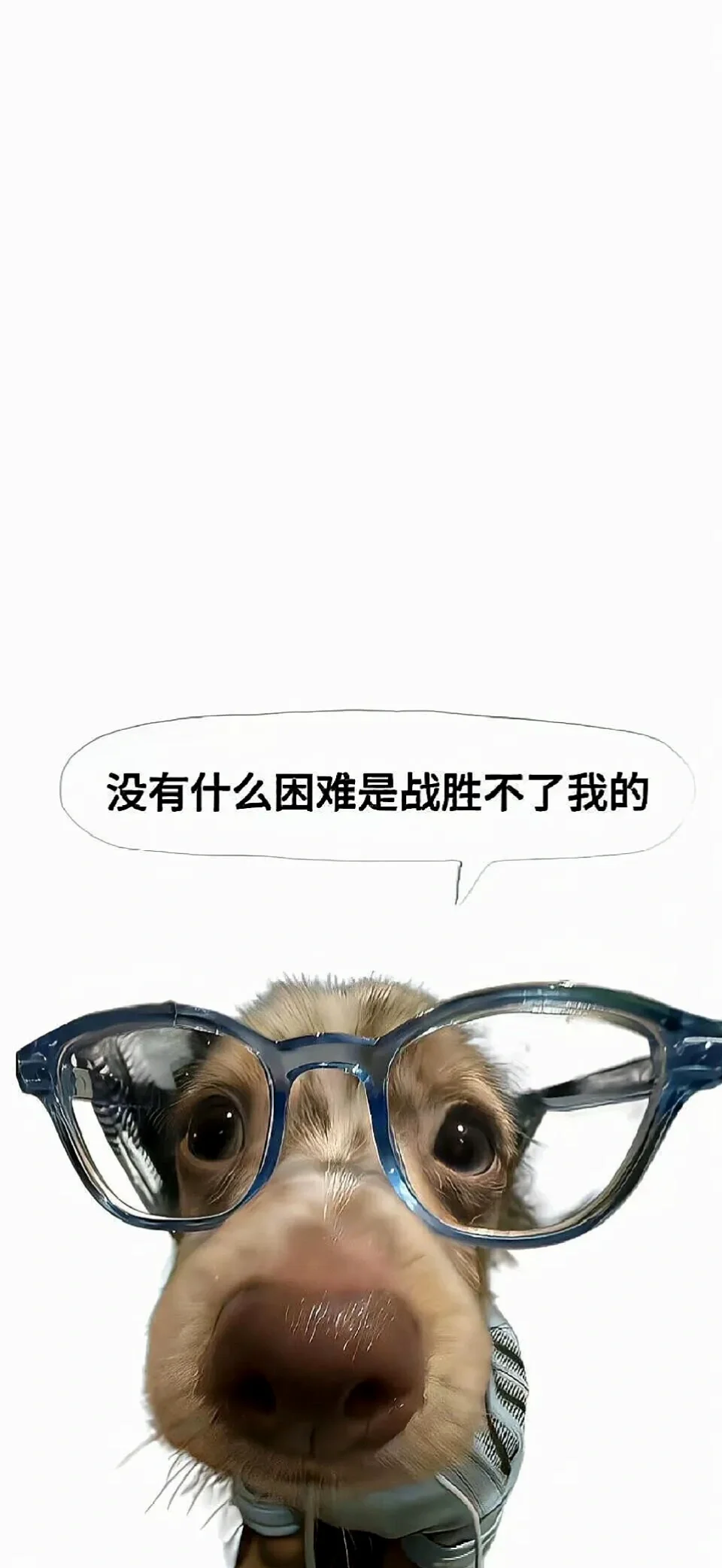 🍧Share｜腊肠狗