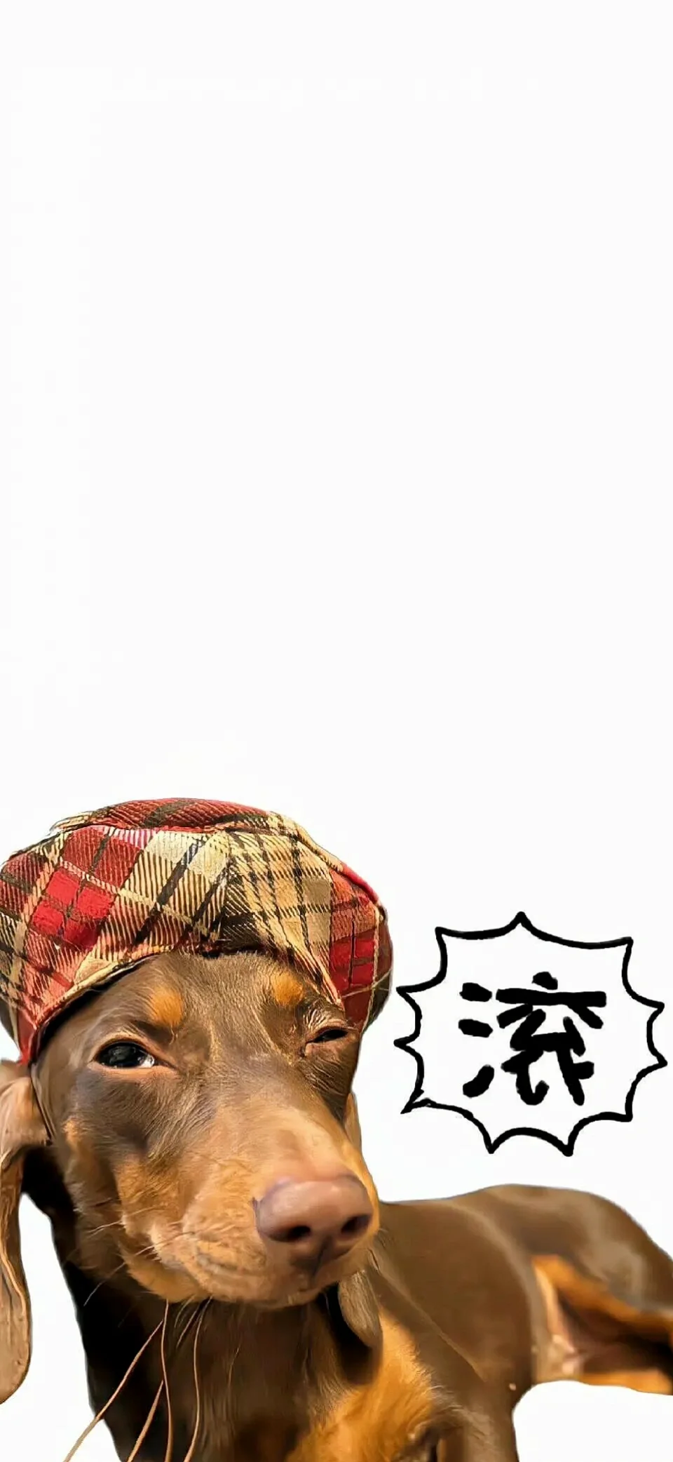 🍧Share｜腊肠狗