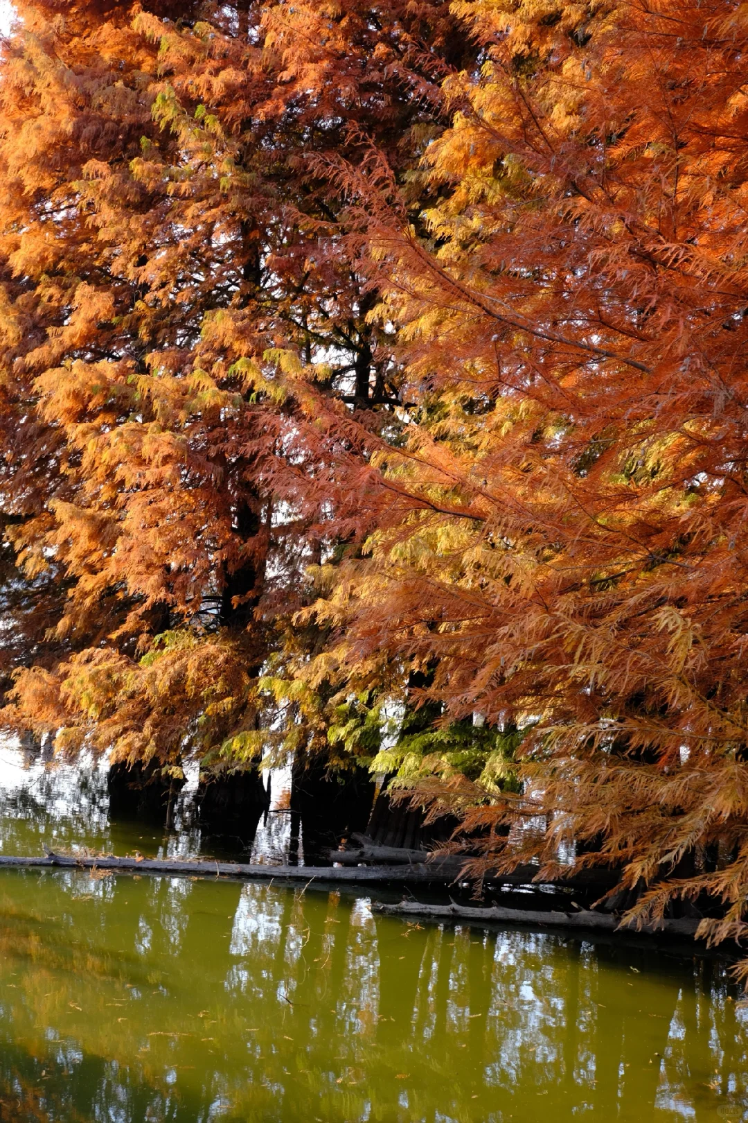 12.7下午3点左右麻岙水库偶遇美少女