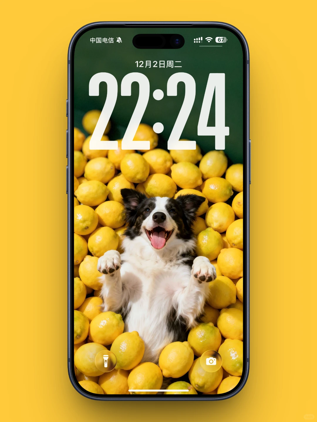 101｜手机壁纸分享｜小狗的快乐很简单