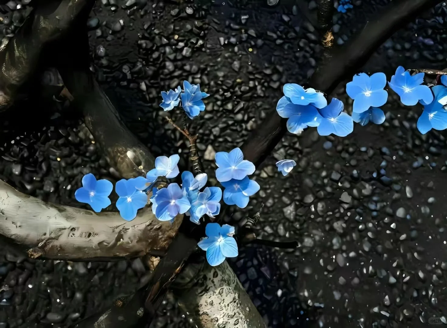 Share|3D景深壁纸