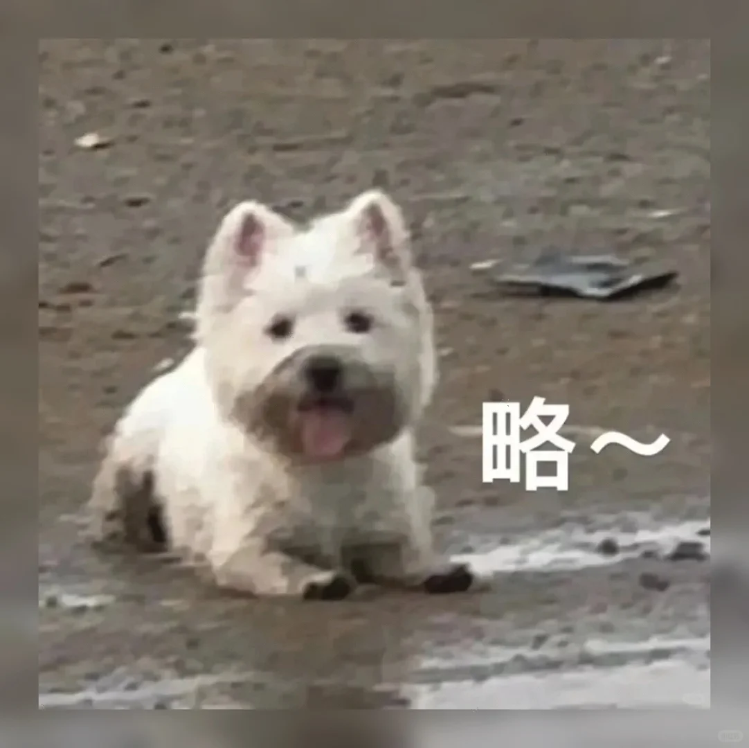 萌到犯规！🔥私藏99组治愈系聊天表情包，