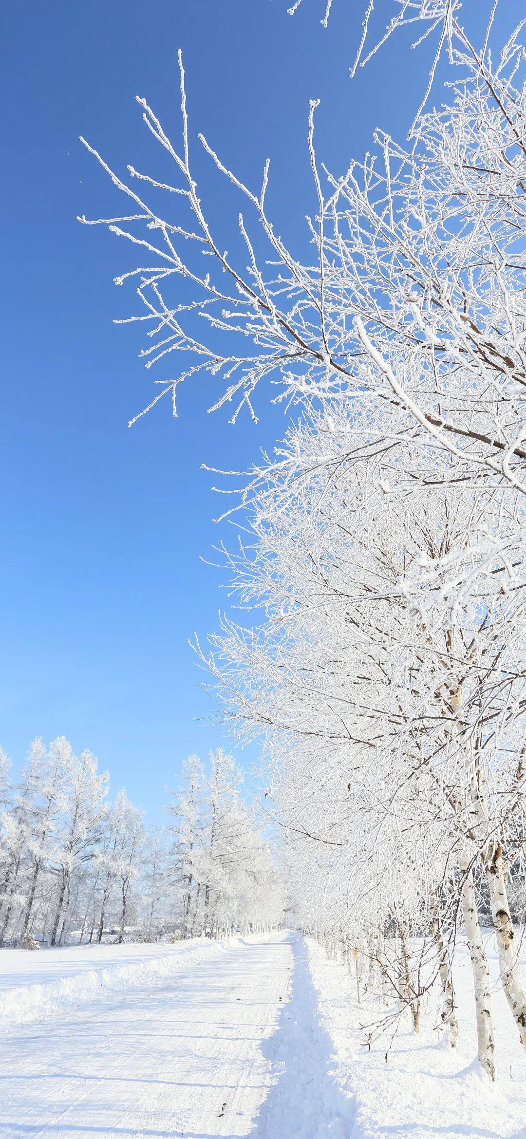 高清手机壁纸分享合集｜027