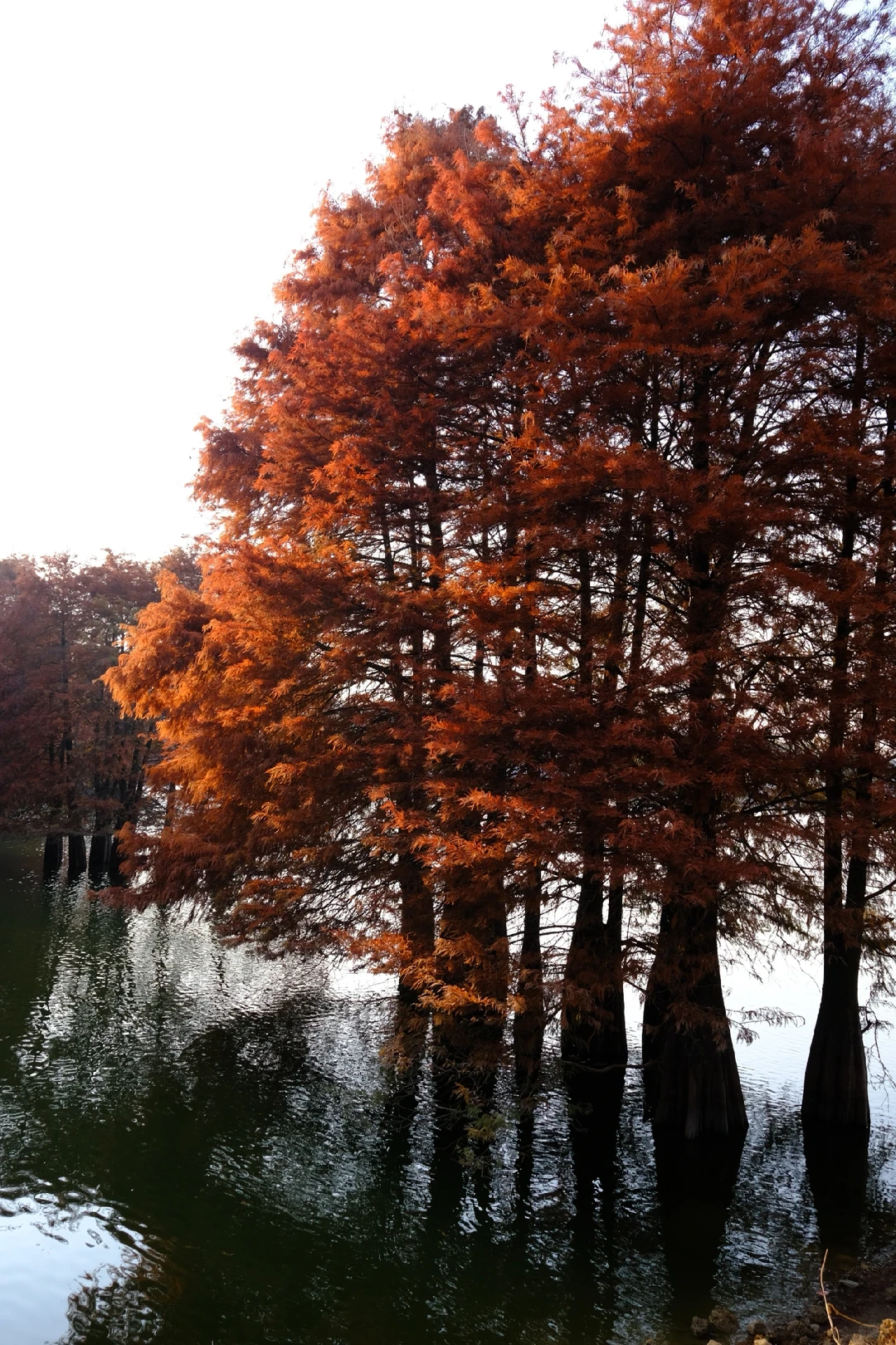 12.7下午3点左右麻岙水库偶遇美少女