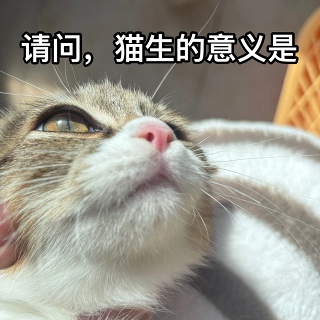 秋秋表情包第一弹