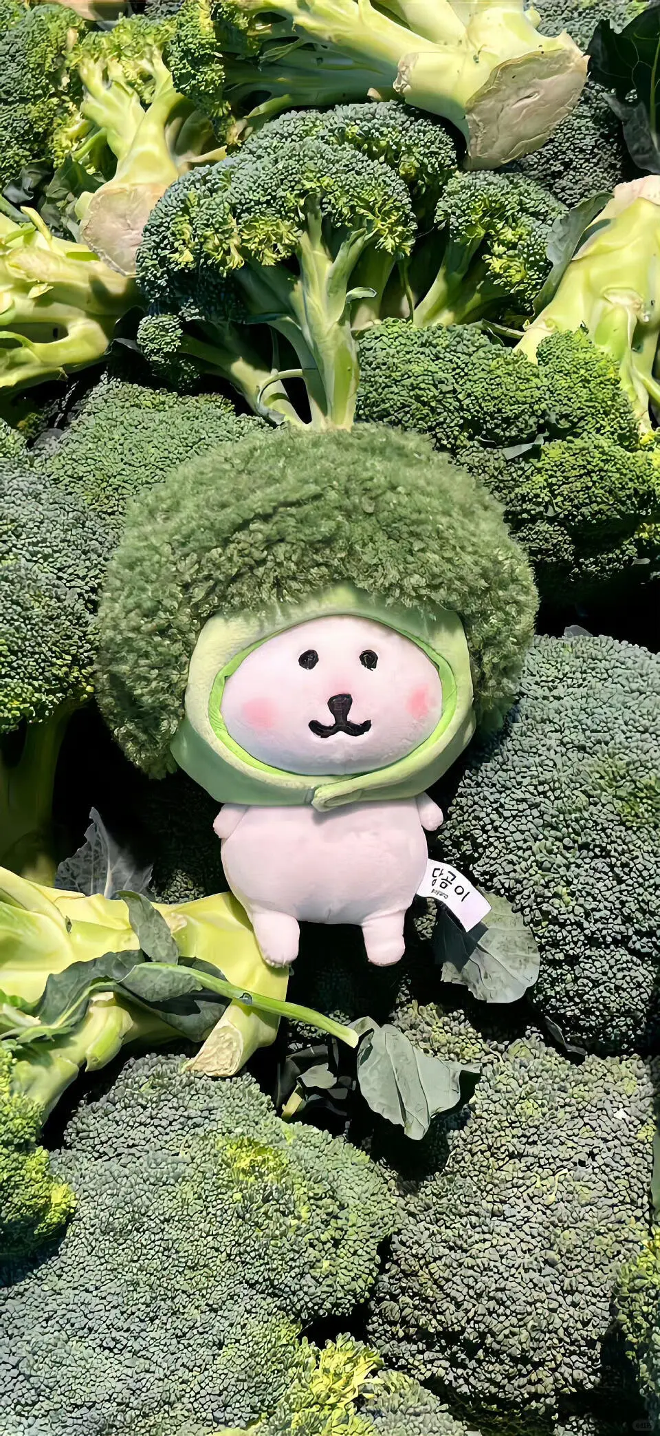 绿色系壁纸|真的好喜欢绿色